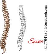 Vector sketch icon of human spine bones or joints Vector sketch icon of human spine bones or joints