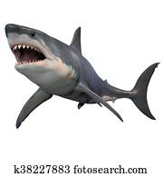 כריש לבן גדול, הפרד