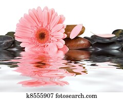 ספא, אבנים, ו, חיננית ורודה, ב, הפרד, רקע לבן