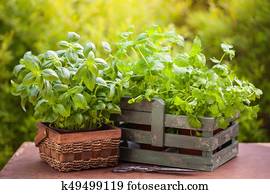 fresh basil parsley mint herbs in garden fresh basil parsley mint herbs in garden