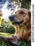 furchtlos, hund, gefährlich, essende, a, bone., goldenes, retriever.