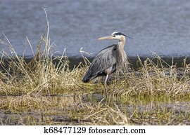 Heron standing in the weeds. Heron standing in the weeds.
