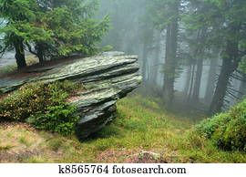 rock in mist of forest 