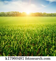 sunrise over the corn field