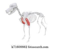 Long and lateral heads of triceps muscle Clip Art | ca203021 | Fotosearch