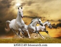 white horses white horses