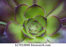 Cactus flower closeup Cactus flower closeup