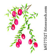 Cranberry Cranberry