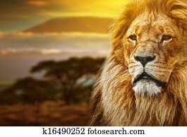 Lion portrait on savanna landscape Lion portrait on savanna landscape