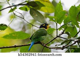 Long Tailed Broadbill bird in green blue yellow perching on tree branch in forest, Malaysia