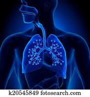 Lungs Anatomy - with detailed Alveo Lungs Anatomy - with detailed Alveo