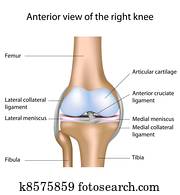 menschliches knie, joint,, eps8 menschliches knie, joint,, eps8