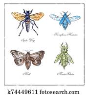 Spider Wasp, Moth, Necrophorus Humator beetle, Mantis Foliatus Vintage Collection Spider Wasp, Moth, Necrophorus Humator beetle, Mantis Foliatus Vintage Collection