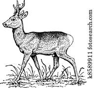 Deer Deer