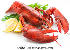 Lobster Lobster