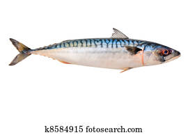 Mackerel Fish