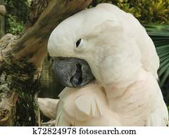 close up of a moluccan cockatoo on bali