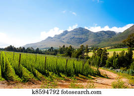 hops field in George, South Africa