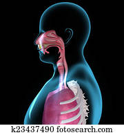 Mouth anatomy Mouth anatomy