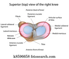 מאניסכי, של, ה, knee,, eps8