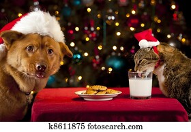 gato, e, cão, fazer exame, santa, biscoitos, e, leite