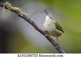 Red-legged Honeycreeper - Cyanerpes cyaneus
