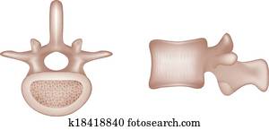 בן אנוש, חולייתי, עצמות
