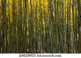 Abstract Pattern of Aspen Trees in Colorado Abstract Pattern of Aspen Trees in Colorado