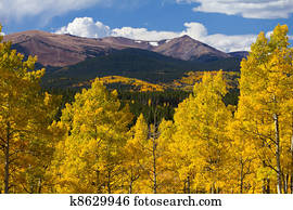 Colorado Rocky Mountains and Golden Aspens in Fall Colorado Rocky Mountains and Golden Aspens in Fall