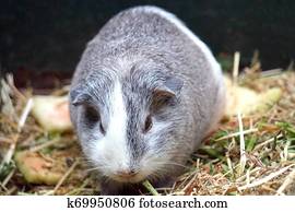 Rex Guinea Pig Short Haired Guinea Pig Next Sunflower Photos Our