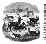 Jardin d Acclimatation, vintage engraving.