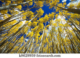 Surrounded by a Forest of Tall Golden Aspen Trees Surrounded by a Forest of Tall Golden Aspen Trees