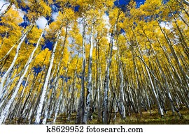 Tall Yellow Aspen Trees In Colorado Forest Tall Yellow Aspen Trees In Colorado Forest