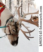 Christmas Reindeer Christmas Reindeer