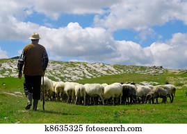 pastor, com, seu, sheep, ligado, pasto