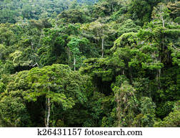rainforest rainforest
