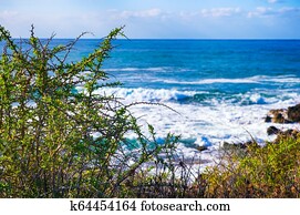 Sea and bushes on the sea coast.