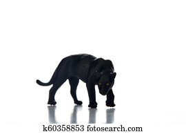Black panther portrait white background Black panther portrait white background