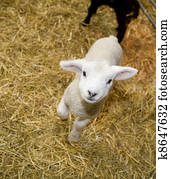 Cute Lamb