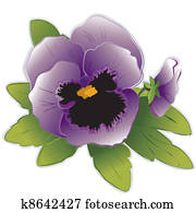 Lavender Pansy Flowers Lavender Pansy Flowers
