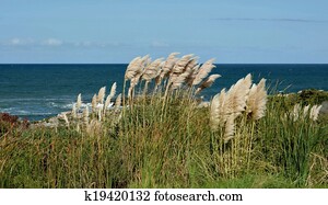 Pampas Grass