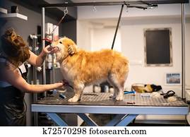 pet hairdresser woman cutting fur of cute yellow dog pet hairdresser woman cutting fur of cute yellow dog