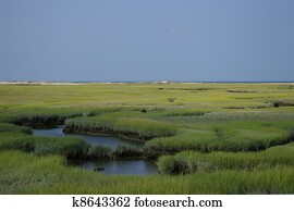 pântano, capim, em, litoral, wetland