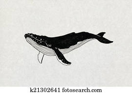 Whale illustration Whale illustration