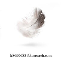 art dove white feathers isolated on white background 