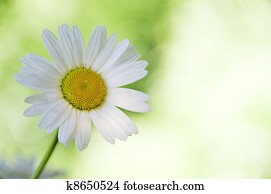 Daisy Daisy