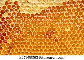 honeycomb with honey honeycomb with honey