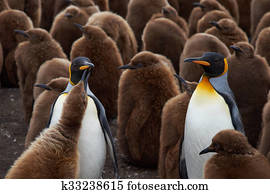 King Penguin Creche