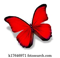 Morpho red butterfly Morpho red butterfly