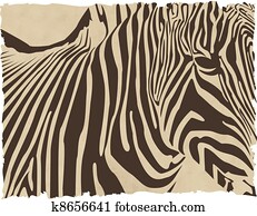 zebra
